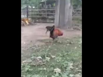 got331542801556617mp4